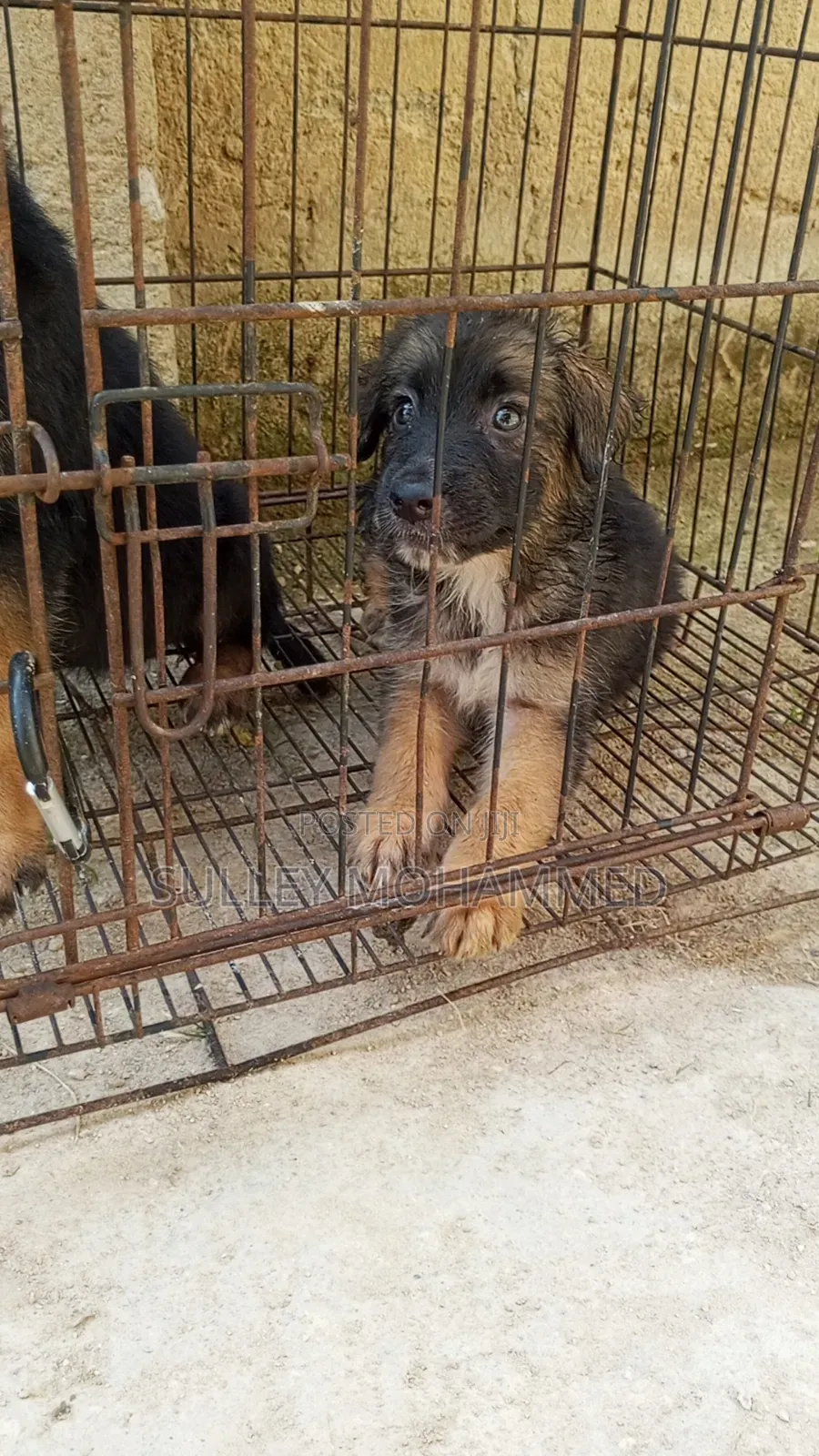 1-3 months Male Purebred German Shepherd