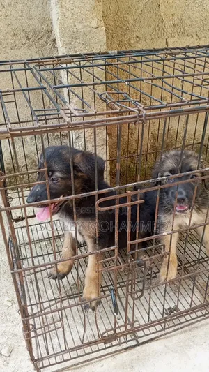 1-3 months Male Purebred German Shepherd