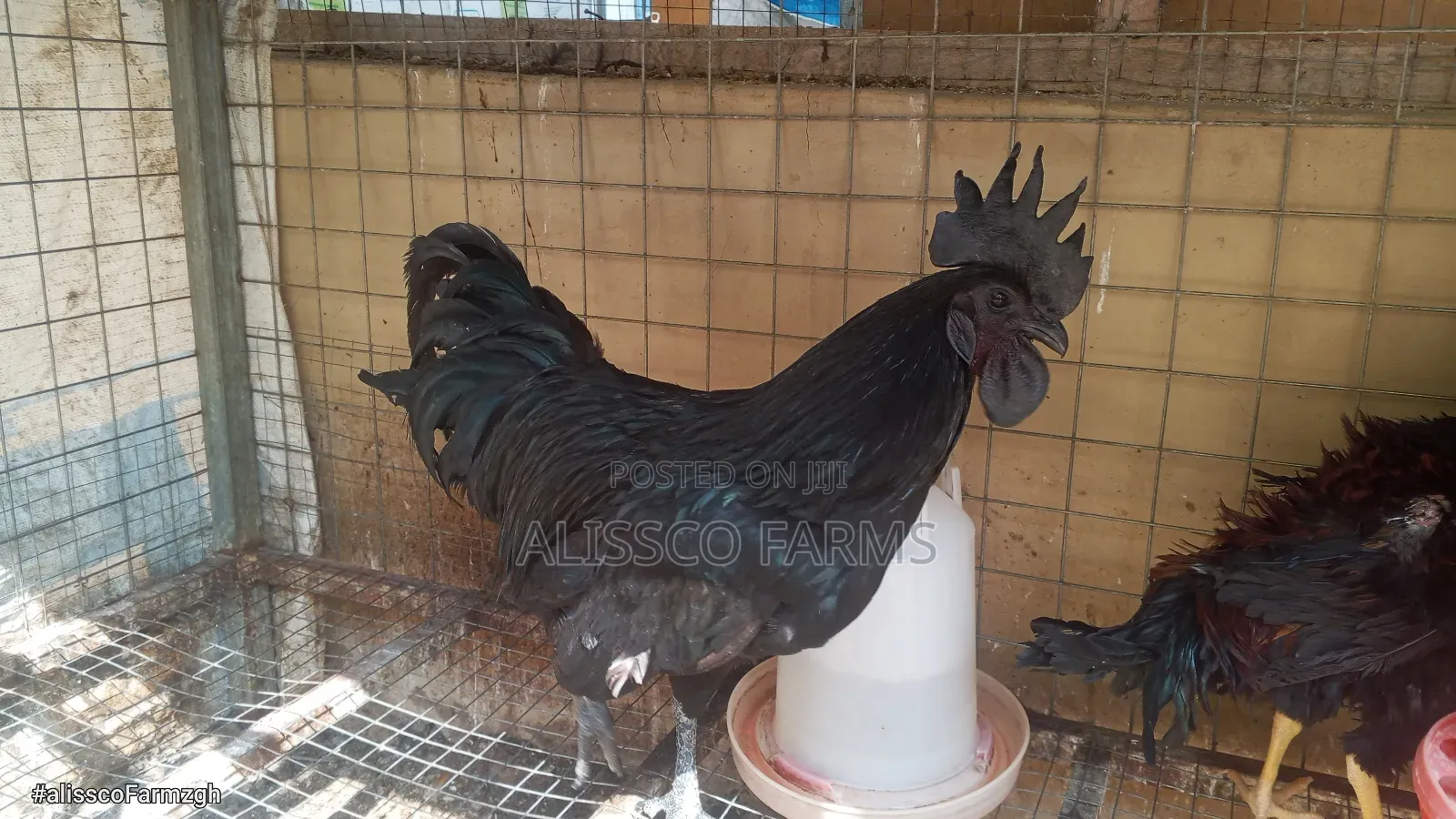Ayam Cemani