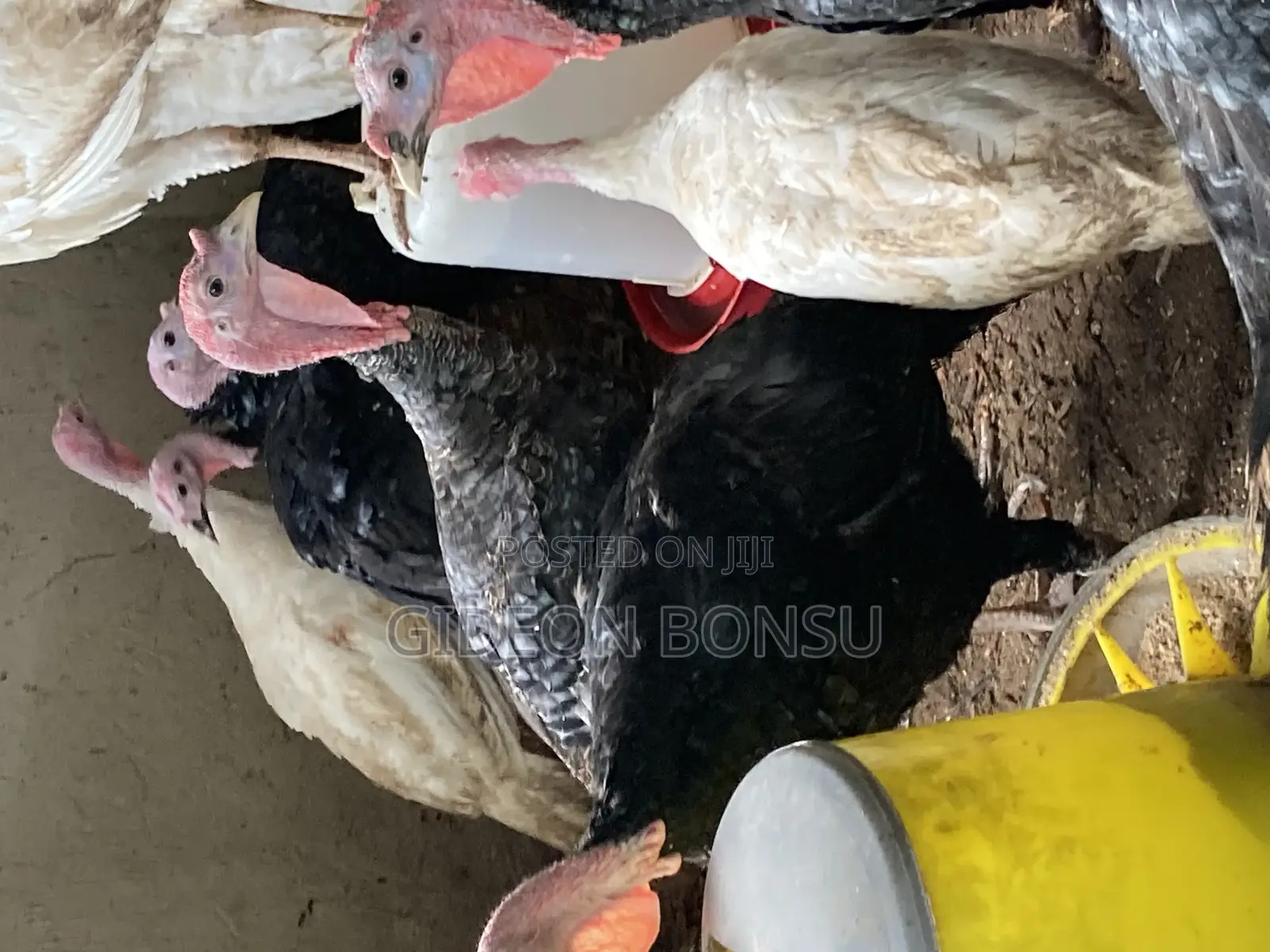 5-7 Weeks Turkeys