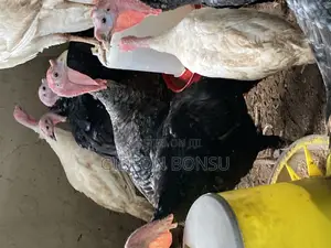 5-7 Weeks Turkeys