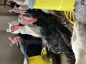5-7 Weeks Turkeys