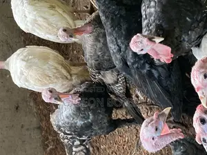 5-7 Weeks Turkeys