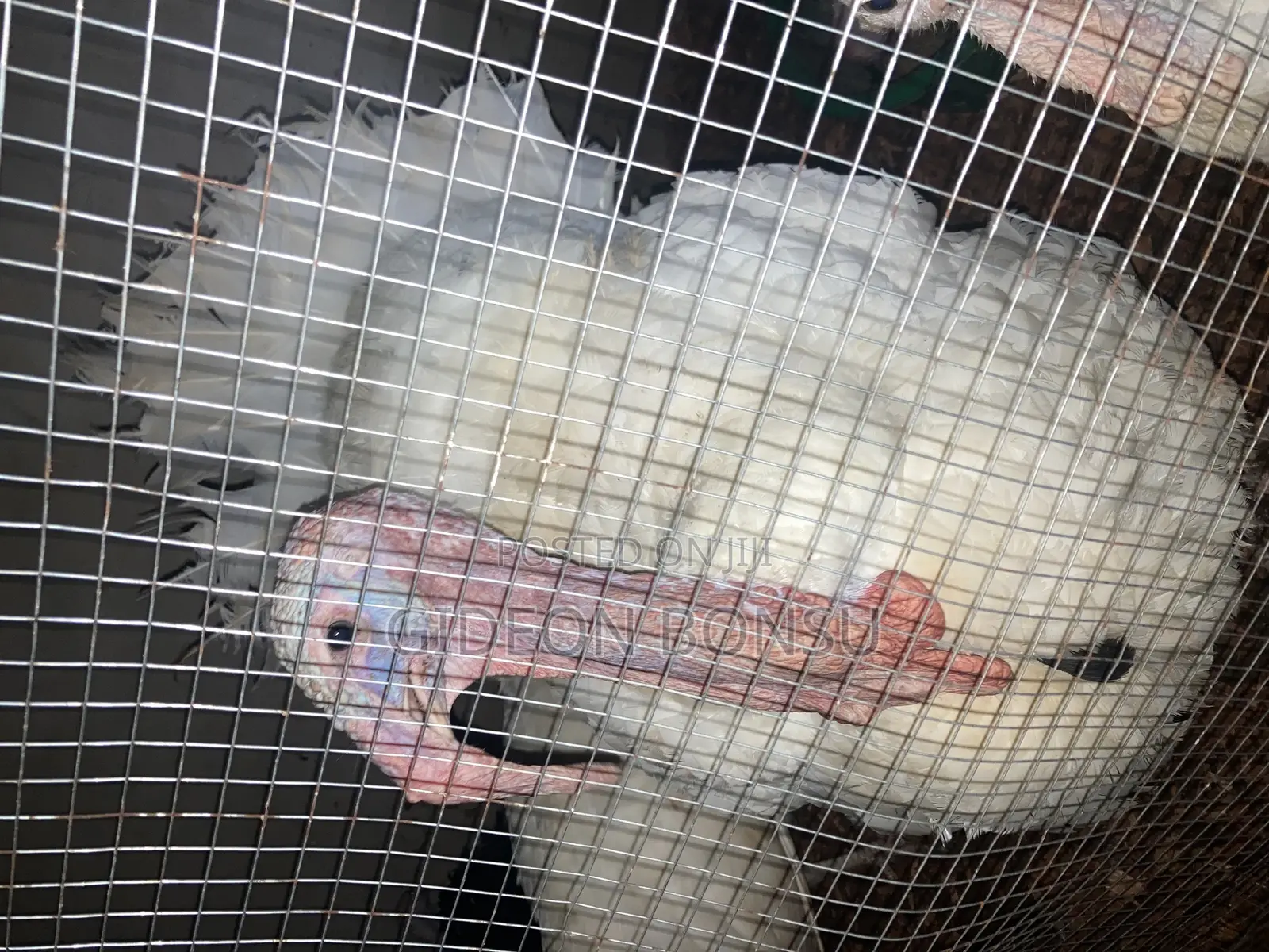 Fully Grown Broad Breasted Turkeys