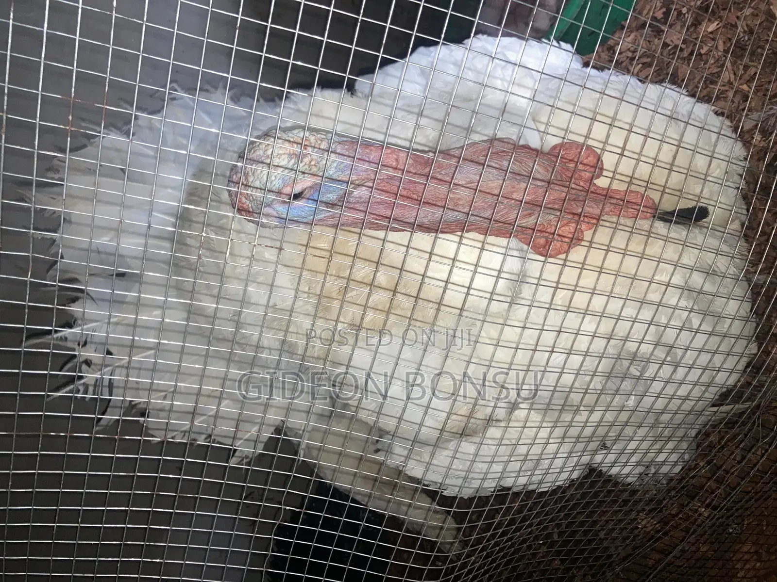 Fully Grown Broad Breasted Turkeys