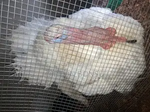 Fully Grown Broad Breasted Turkeys