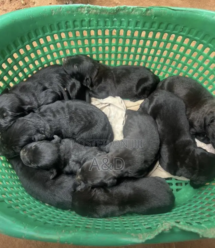 1-3 months Female Purebred Poodle