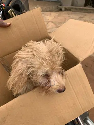 1-3 months Female Purebred Poodle