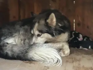 1-3 months Male Purebred Siberian Husky