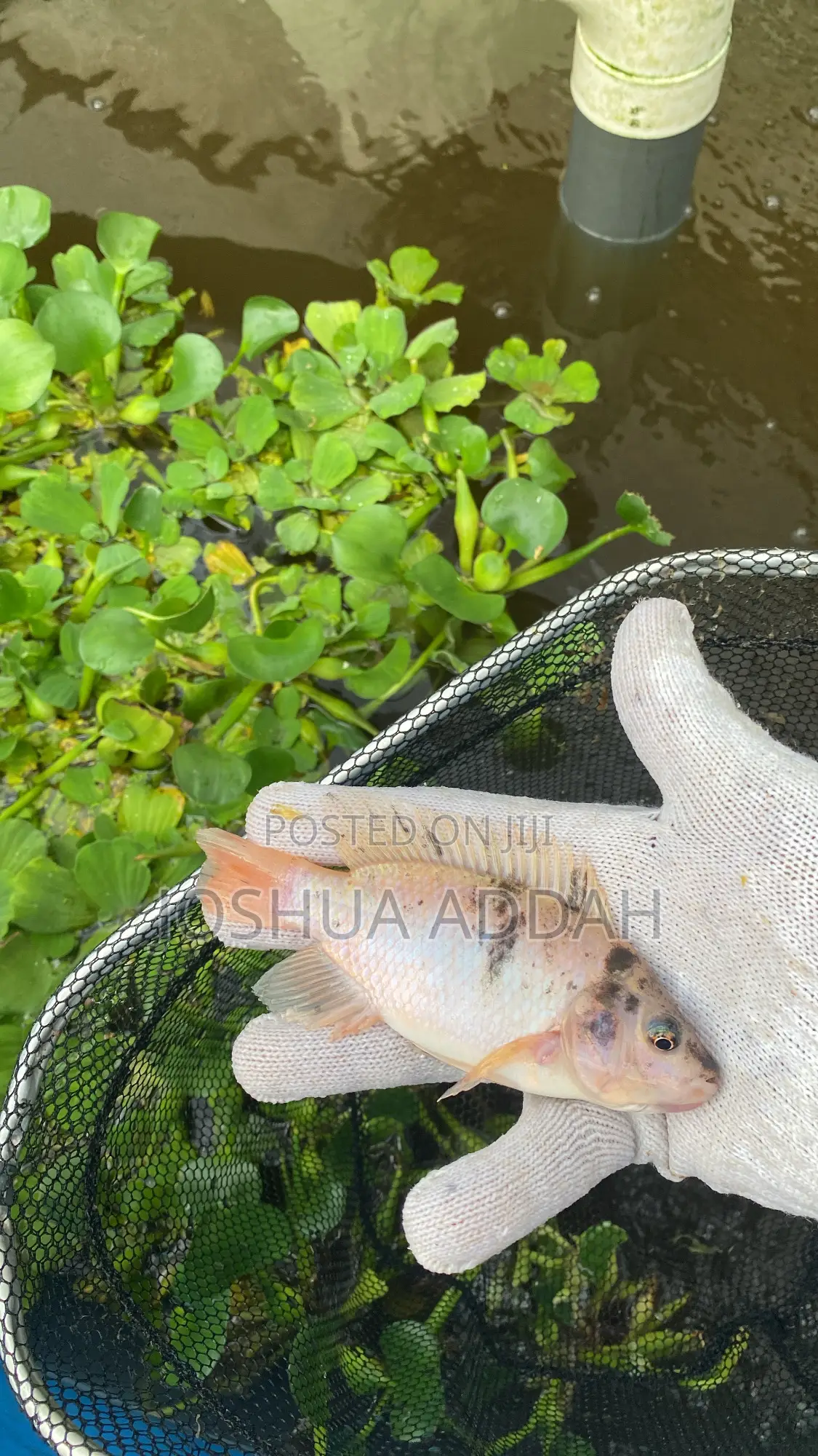 Fishpond +Filtering System