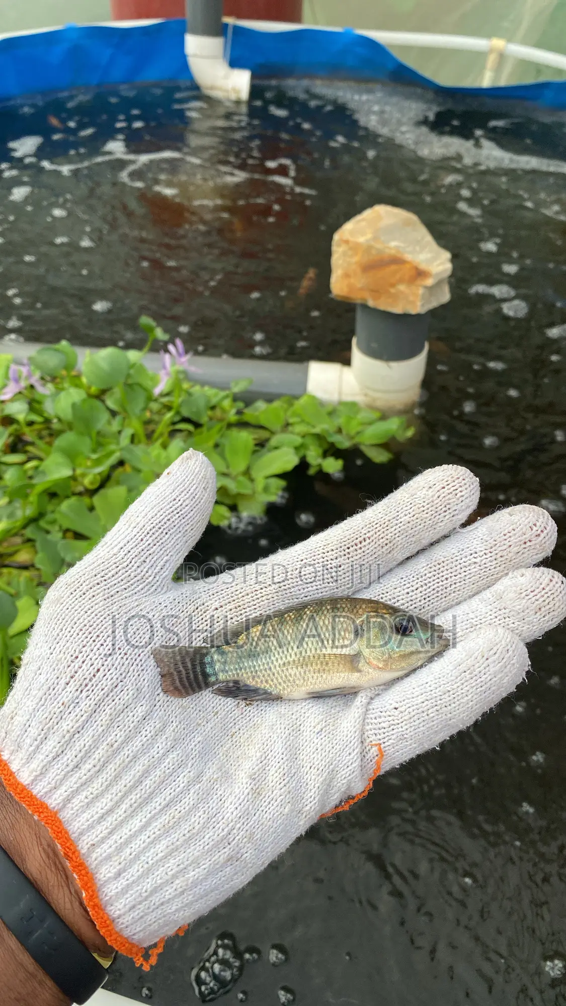 Fishpond +Filtering System