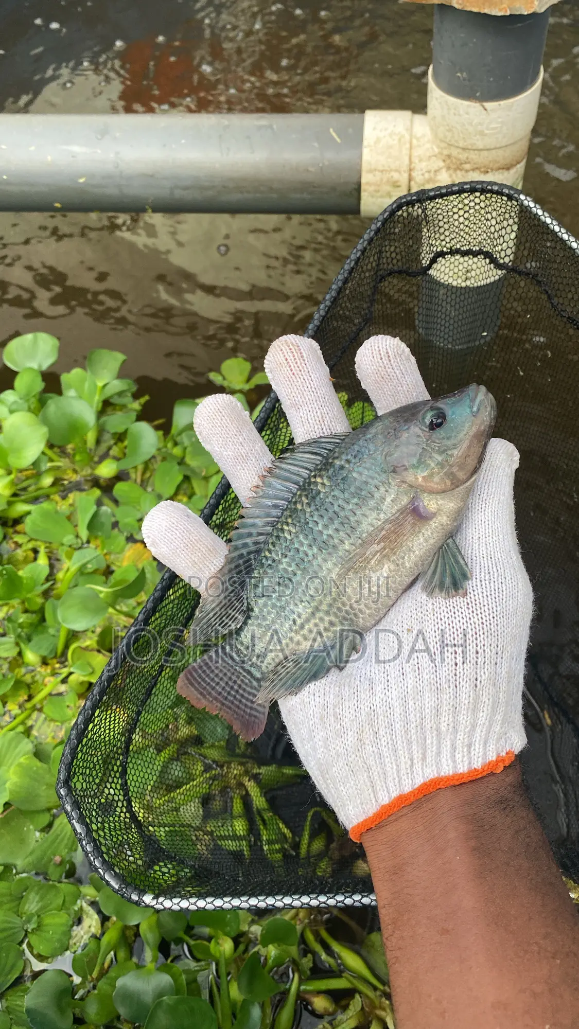 Fishpond +Filtering System
