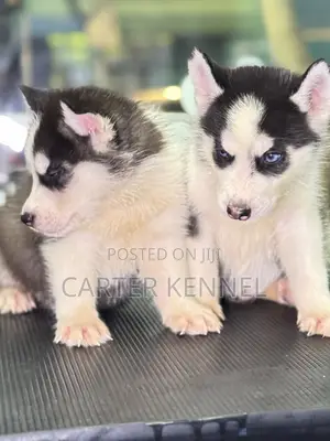1-3 months Male Purebred Siberian Husky