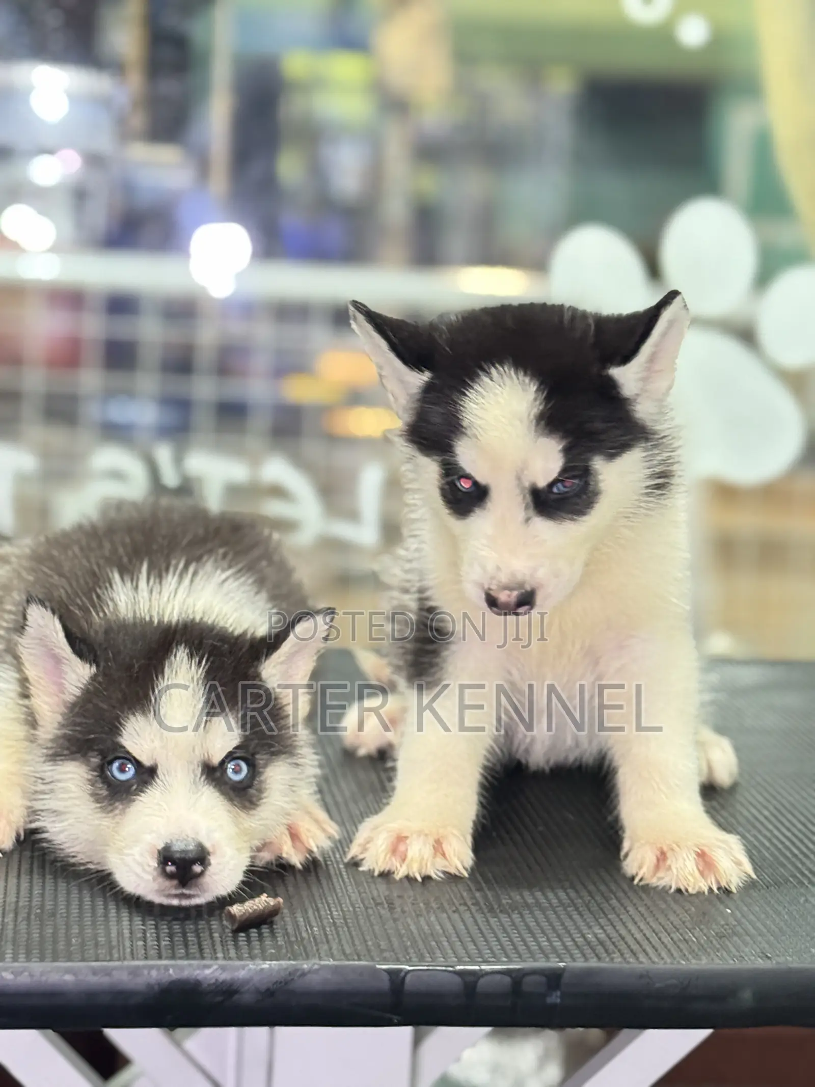 1-3 months Male Purebred Siberian Husky