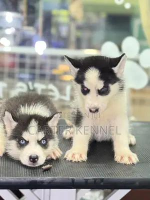 1-3 months Male Purebred Siberian Husky