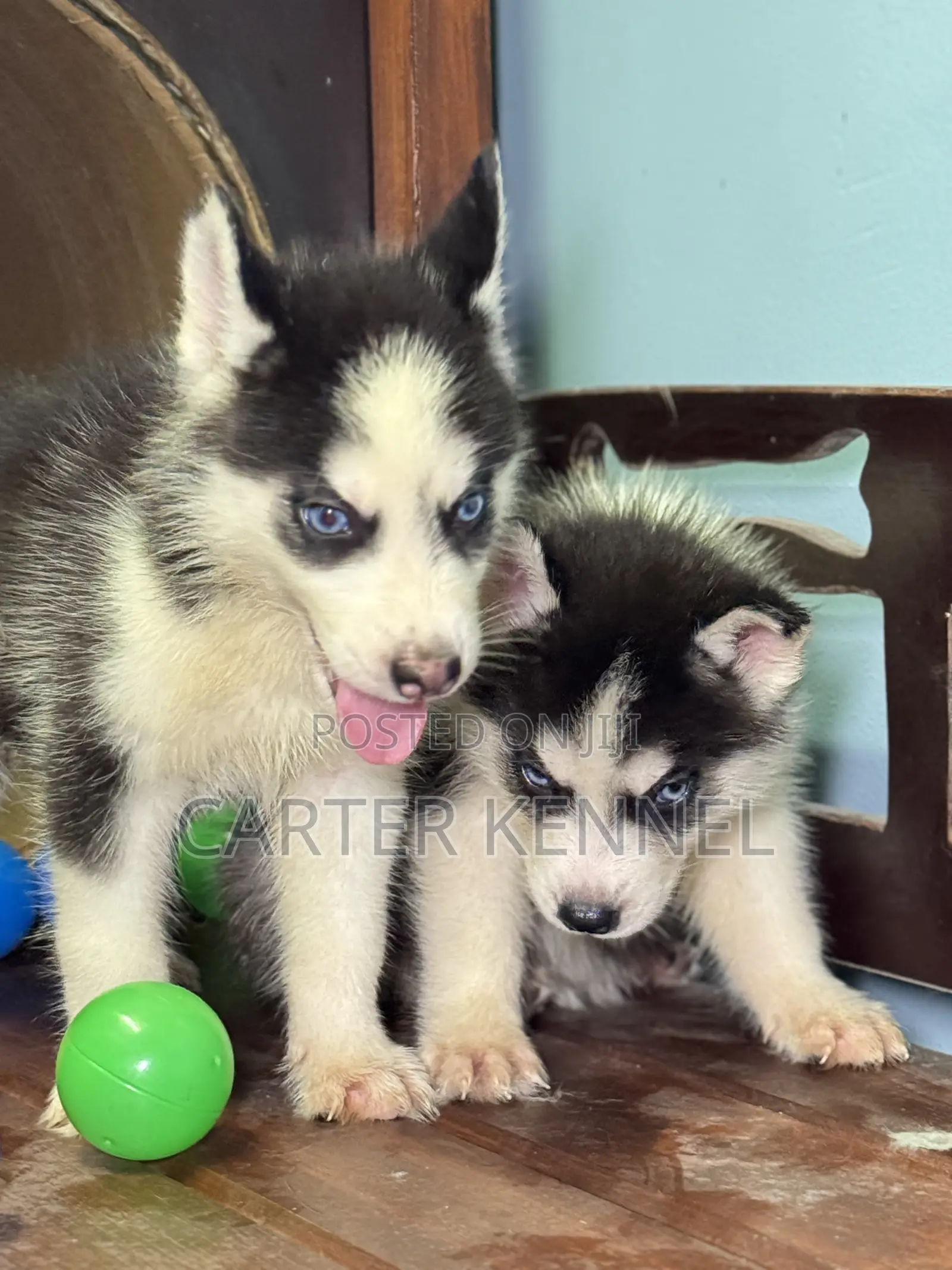 1-3 months Male Purebred Siberian Husky
