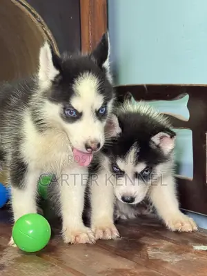 1-3 months Male Purebred Siberian Husky