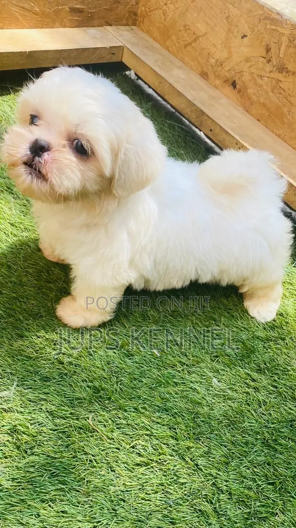 1-3 months Female Purebred Shih Tzu