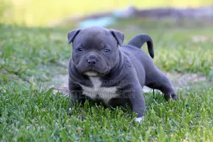 0-1 month Male Purebred American Bully