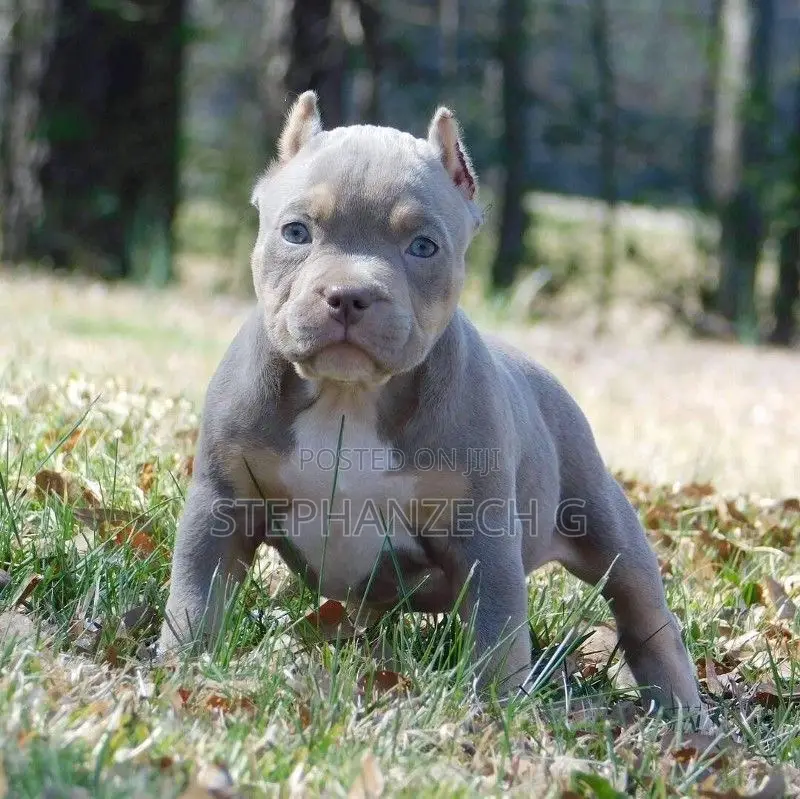 0-1 month Male Purebred American Bully