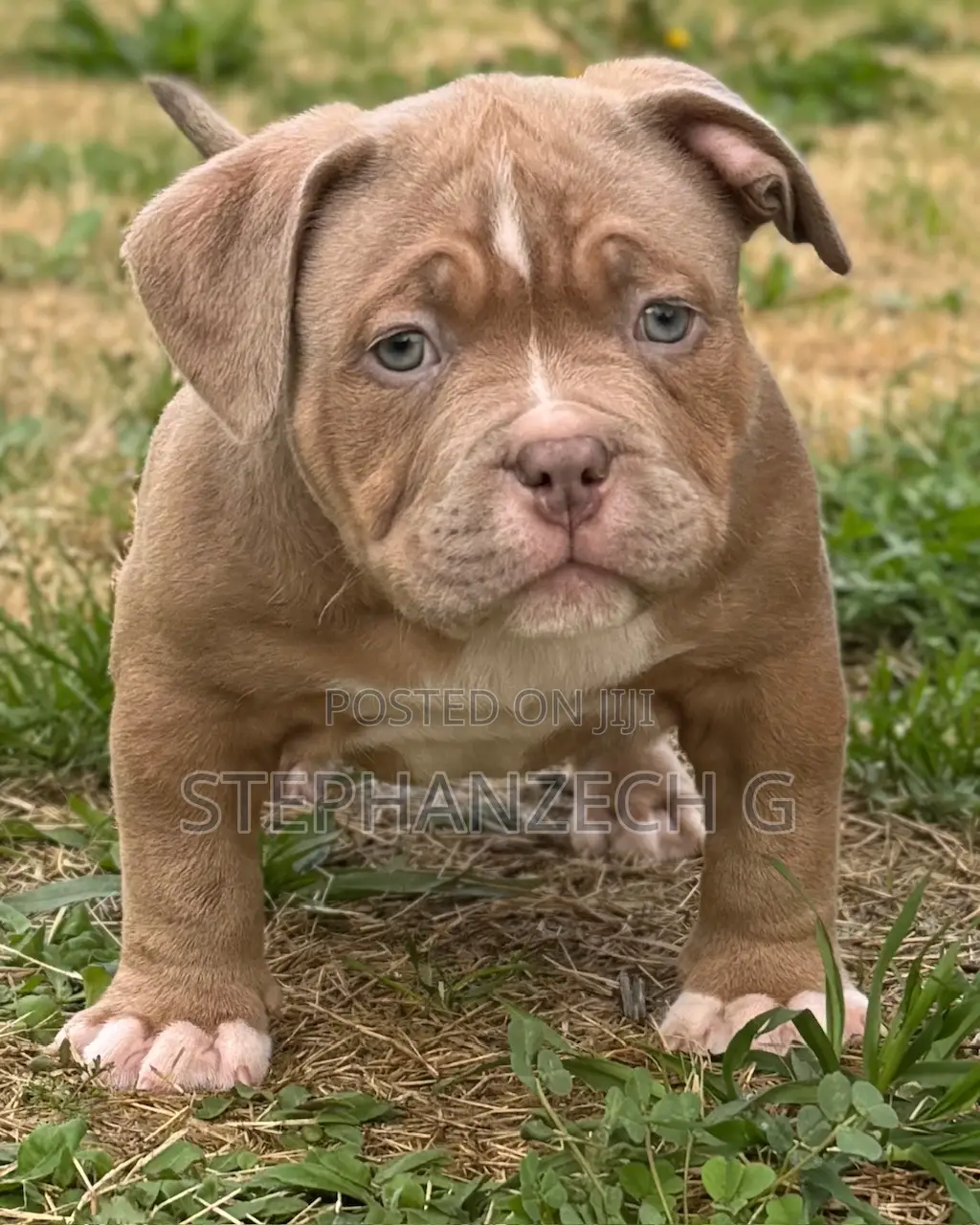 1-3 months Female Purebred American Bulldog