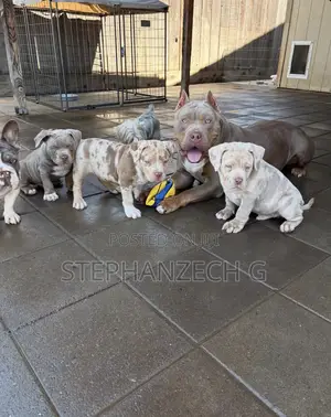 0-1 month Male Purebred American Bully