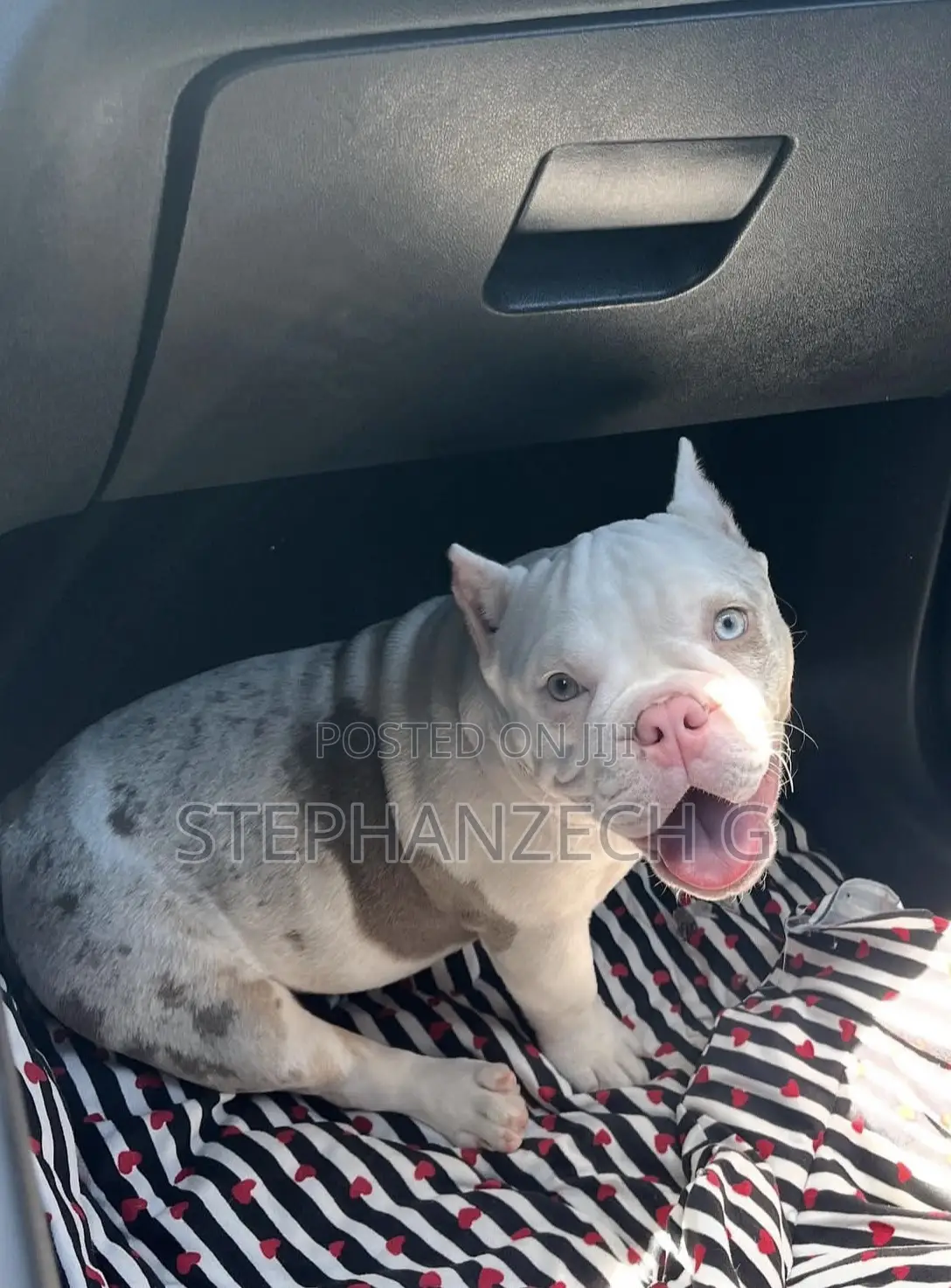 0-1 month Male Purebred American Bully