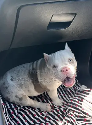 0-1 month Male Purebred American Bully