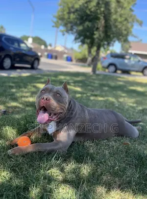 1+ year Male Purebred American Bully