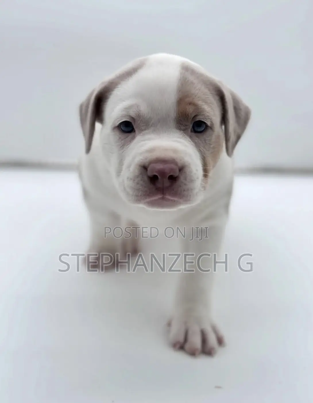 0-1 month Female Purebred American Bully