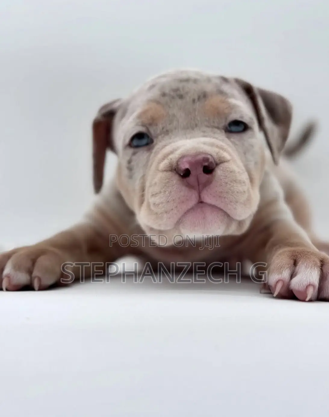0-1 month Female Purebred American Bully