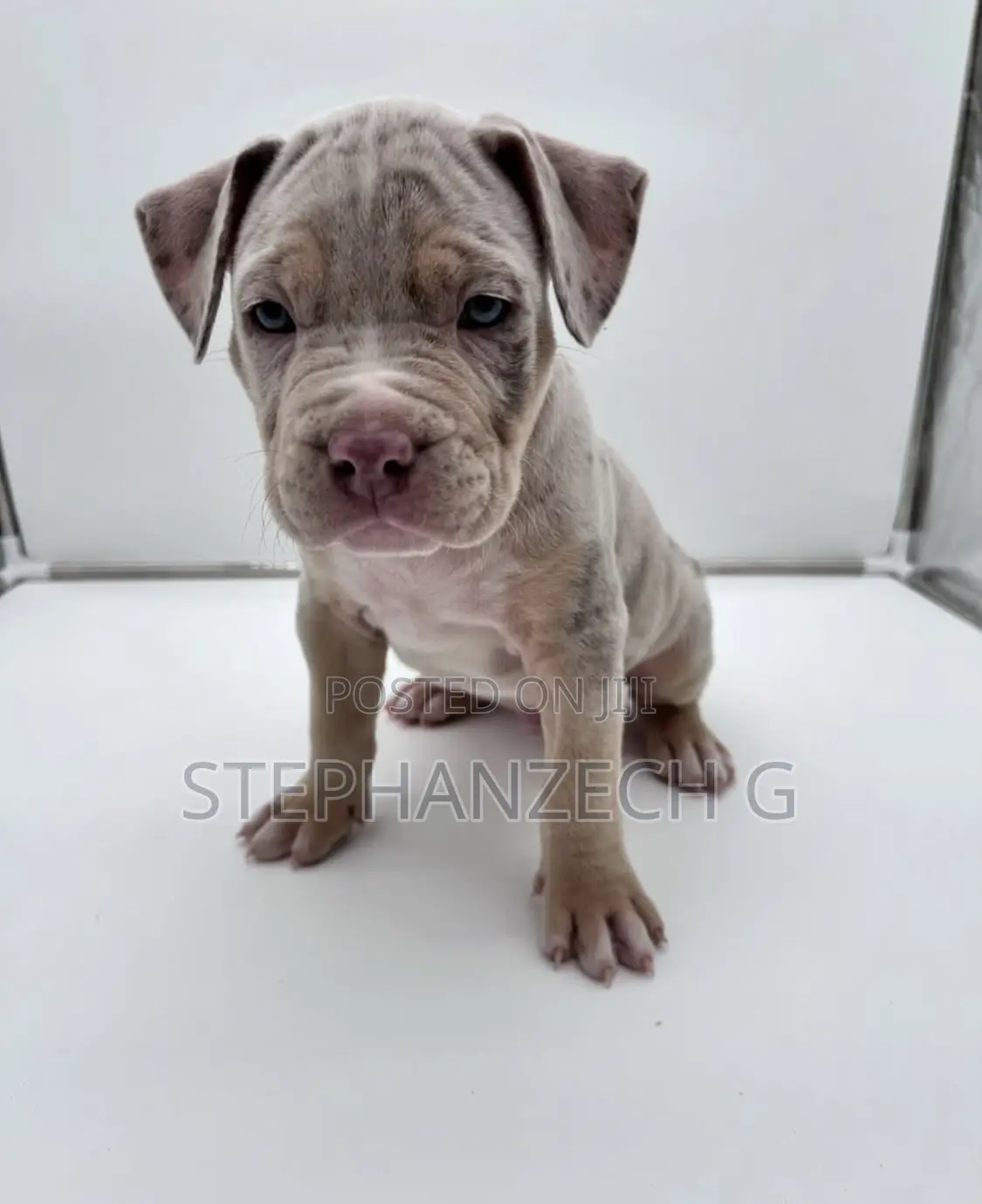 0-1 month Female Purebred American Bully