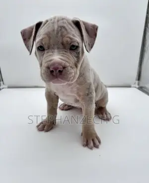 0-1 month Female Purebred American Bully