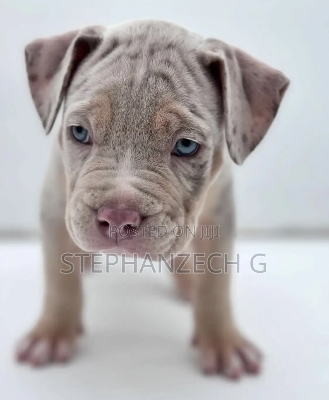 0-1 month Male Purebred American Bully