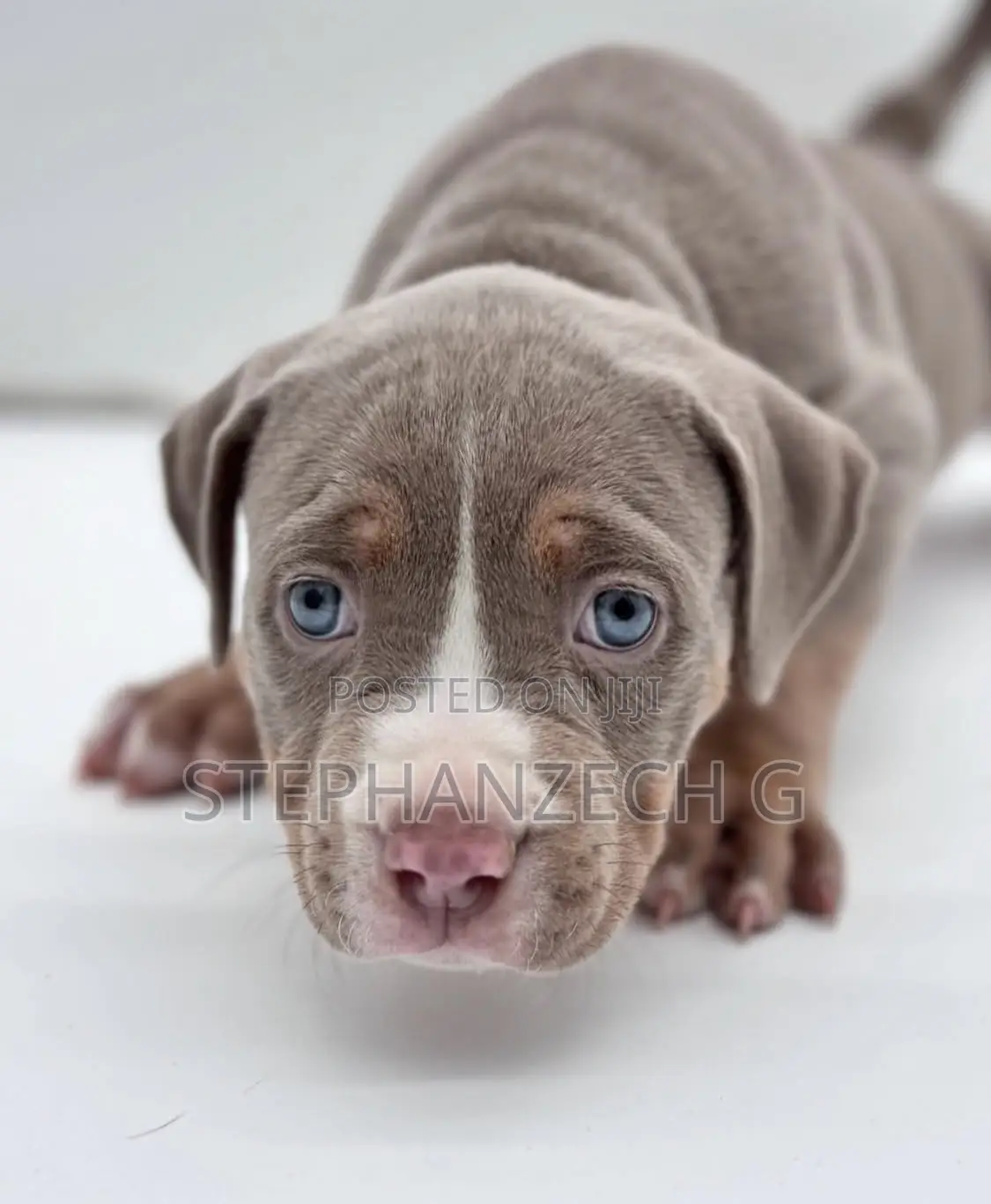 0-1 month Female Purebred American Bully