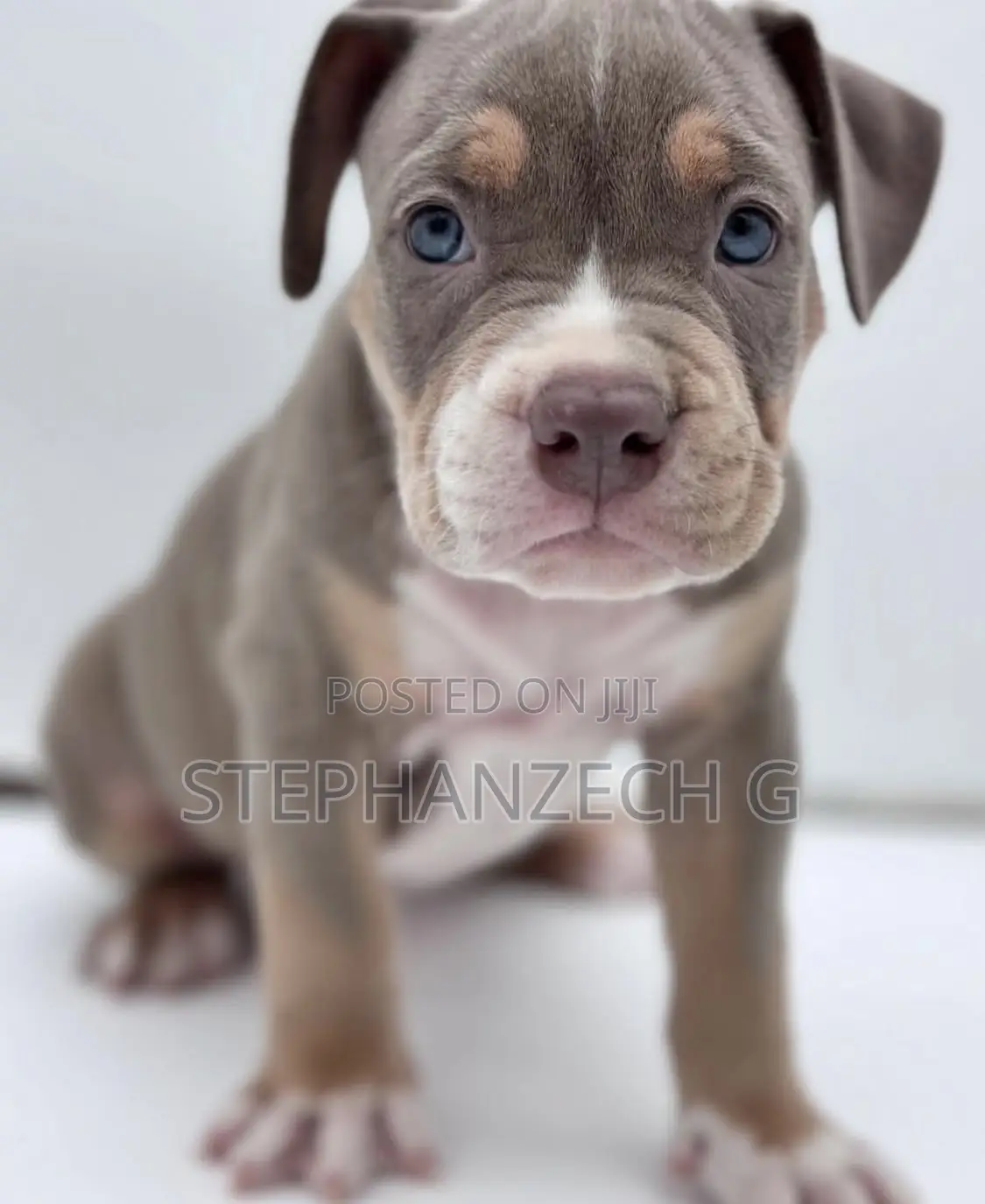 0-1 month Female Purebred American Bully