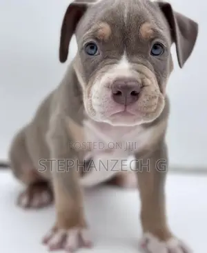 0-1 month Female Purebred American Bully