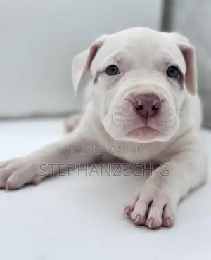 0-1 month Male Purebred American Bully