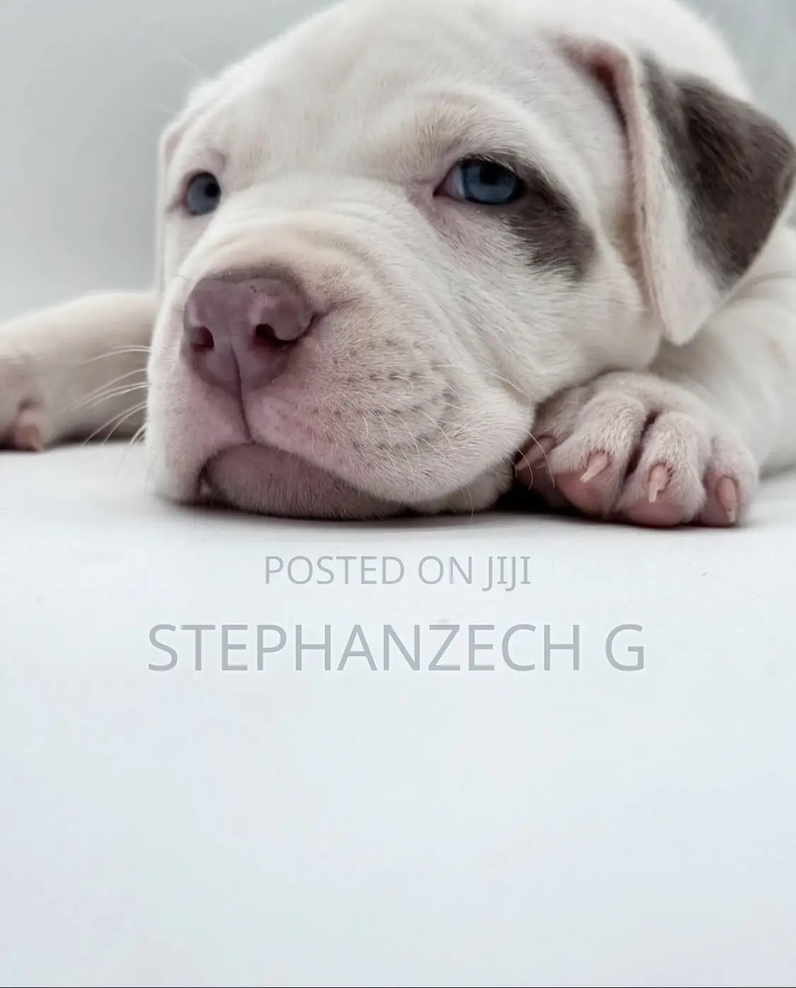 0-1 month Male Purebred American Bully