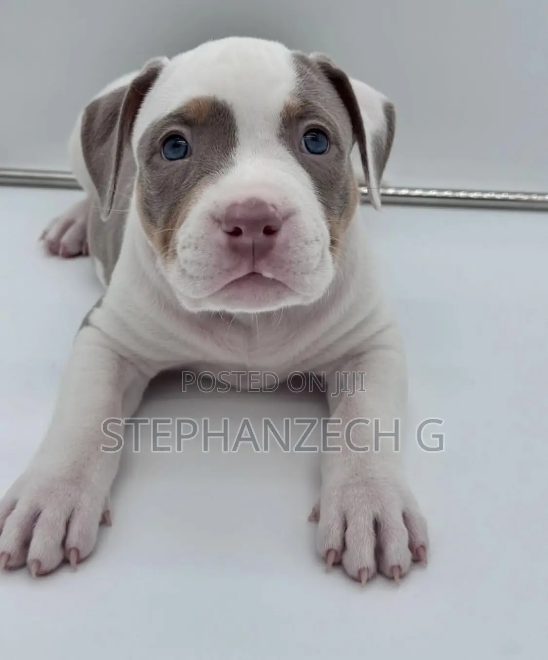 0-1 month Male Purebred American Bully