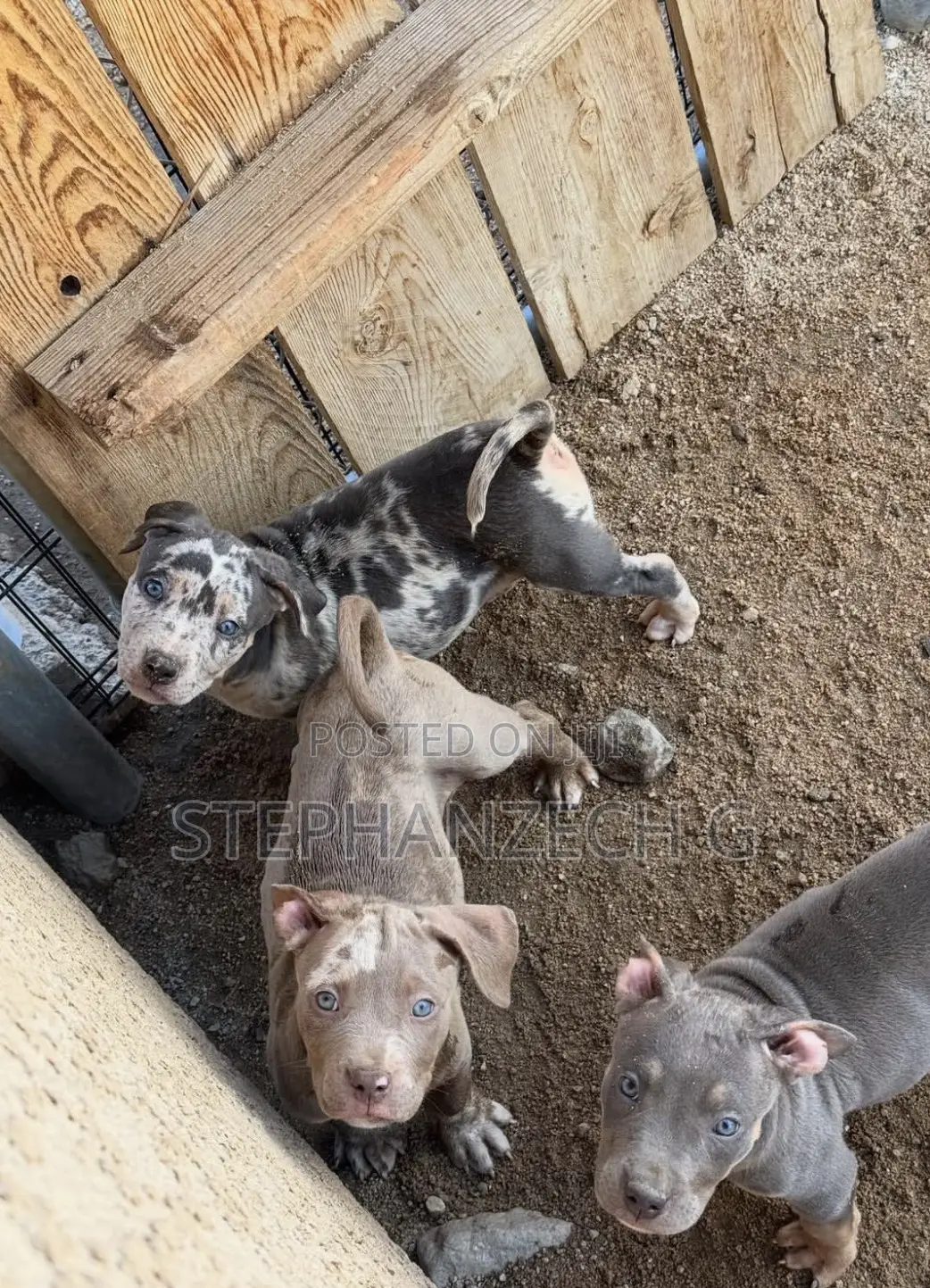 0-1 month Female Purebred American Bulldog