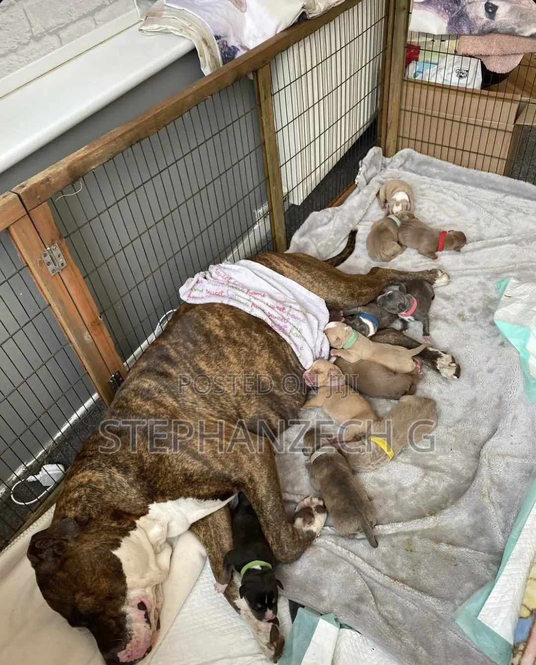 0-1 month Female Purebred American Bully