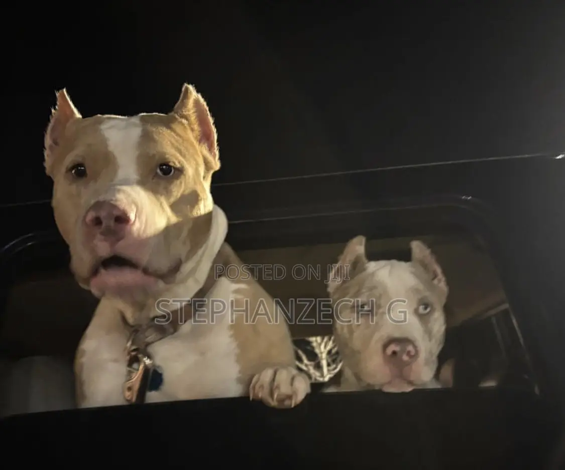 3-6 months Female Purebred American Bulldog