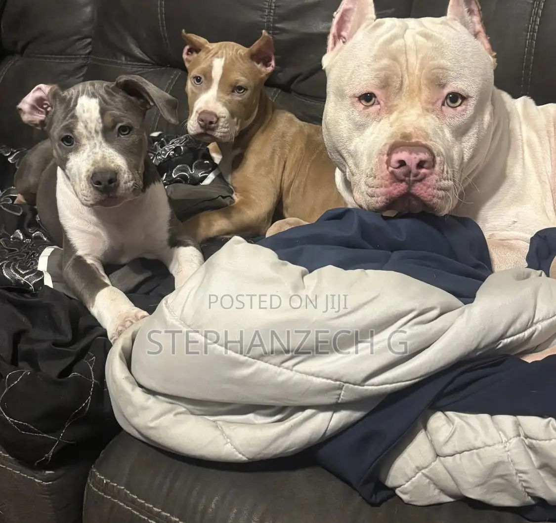 3-6 months Female Purebred American Bully