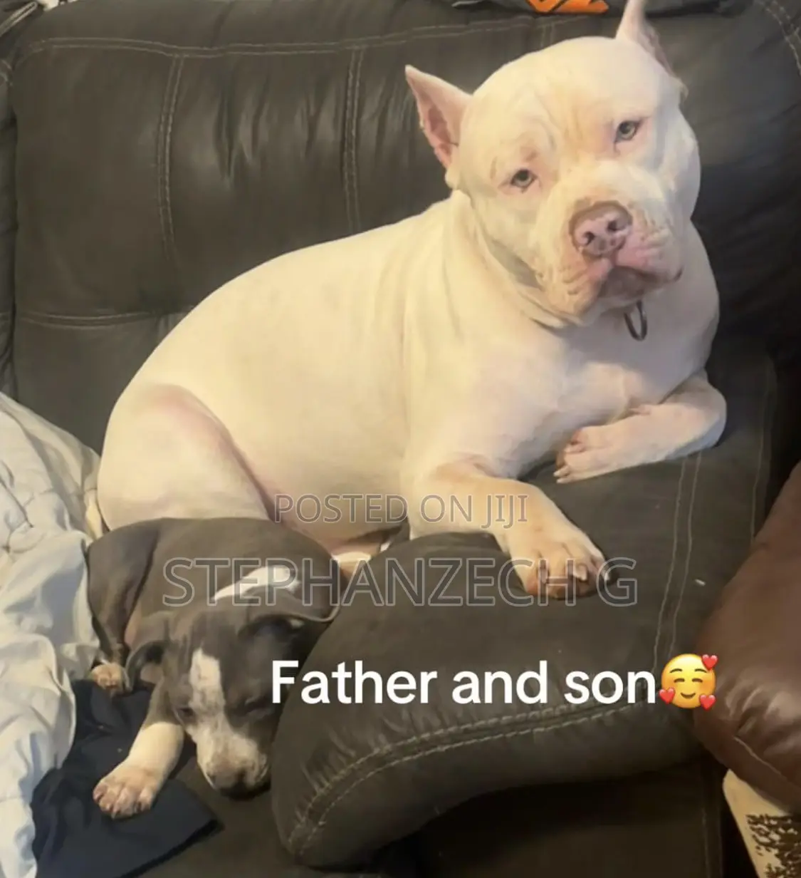 1-3 months Male Mixed Breed American Bully