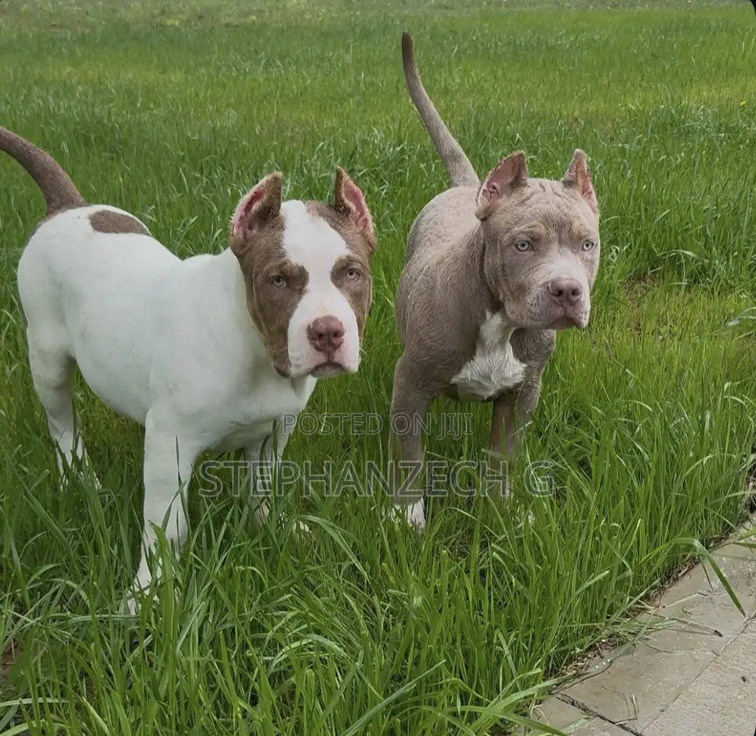 1+ year Male Purebred American Bully