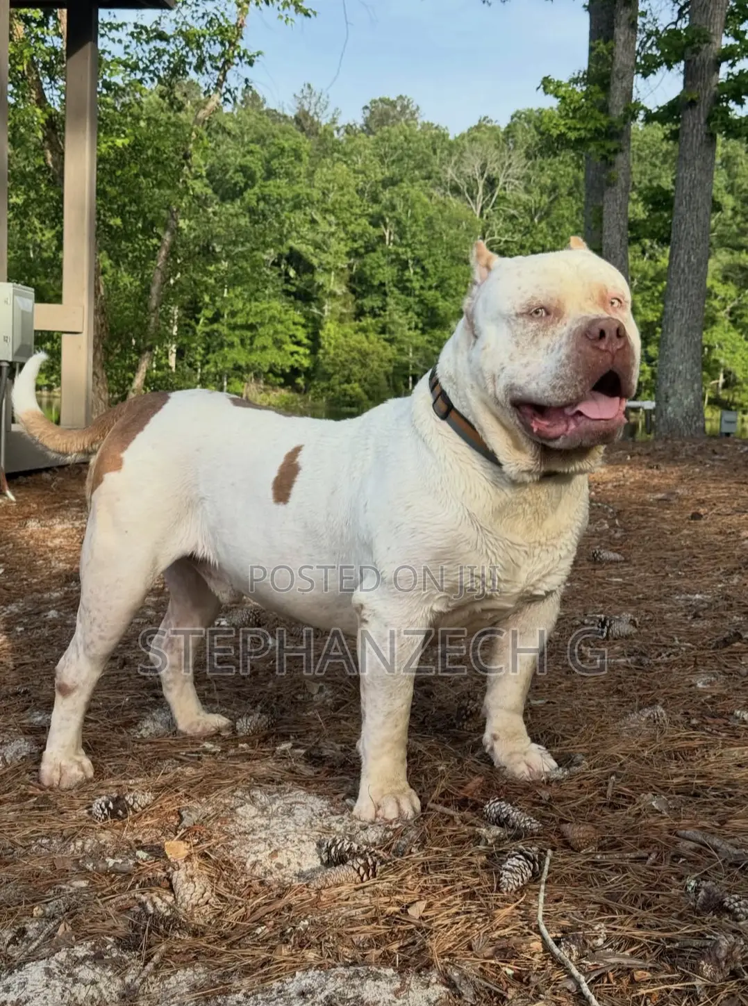 1+ year Male Purebred American Bully