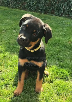 1-3 months Male Purebred Rottweiler