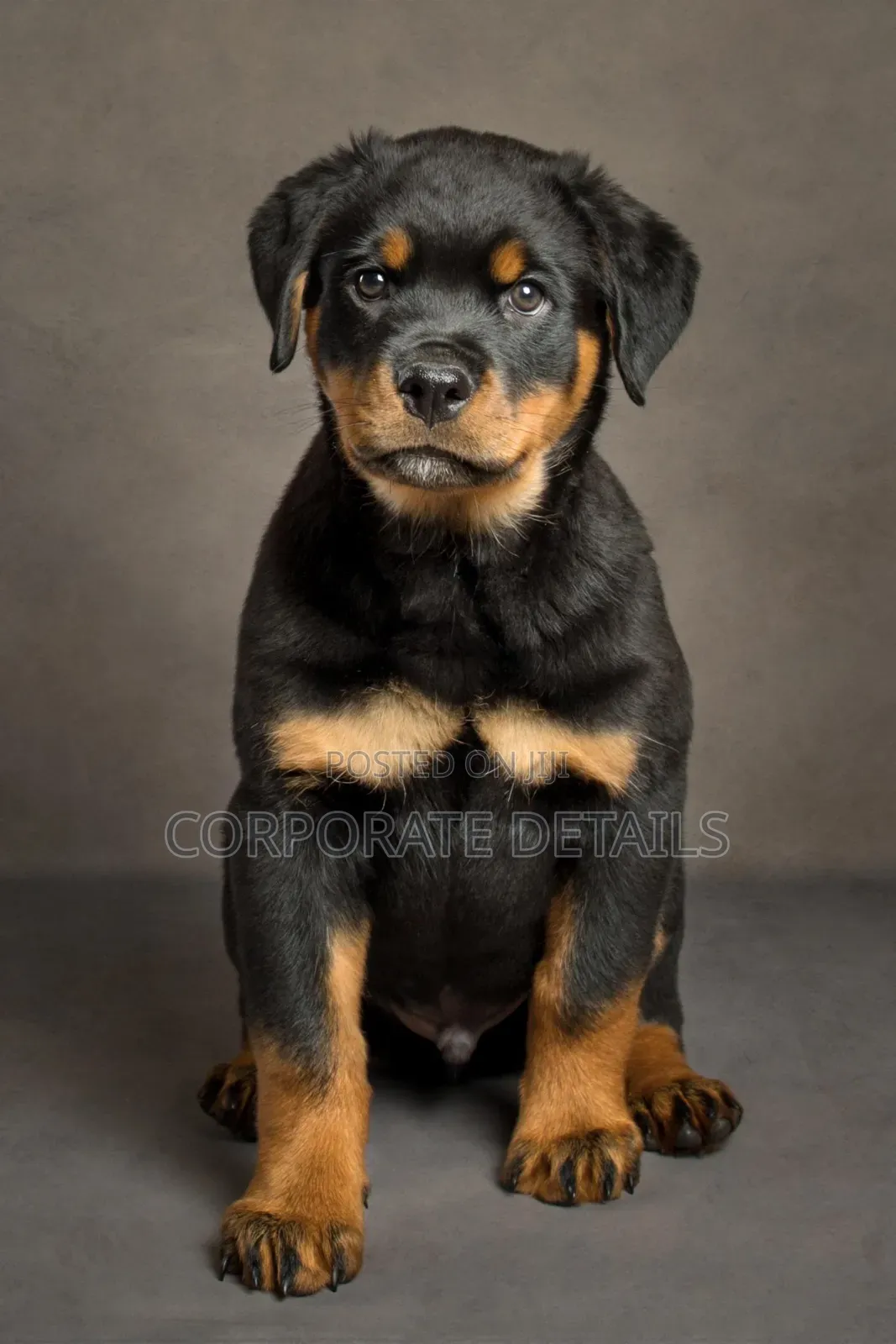 1-3 months Male Purebred Rottweiler
