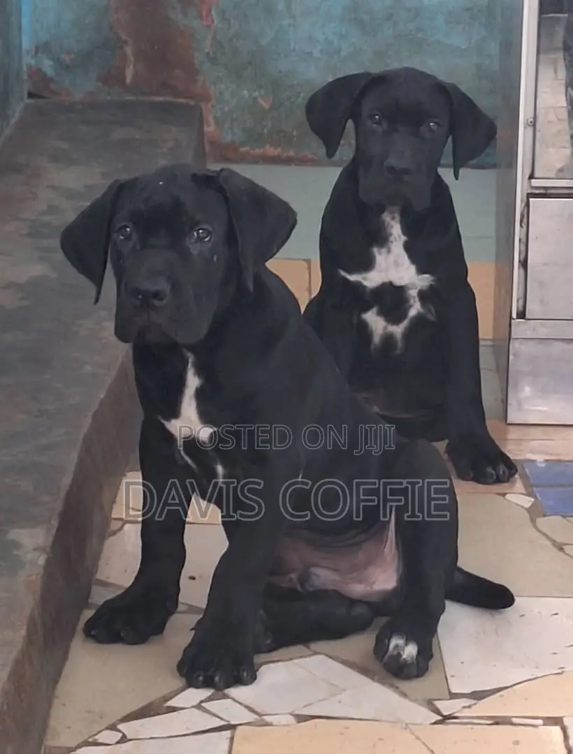 1-3 months Male Purebred Cane Corso
